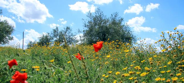 Blumenwiese Sizilien Bild auf Leinwand