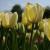 Gelbe-Tulpen