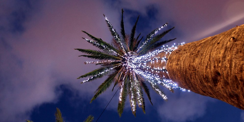 Leuchtende Palme Leinwand