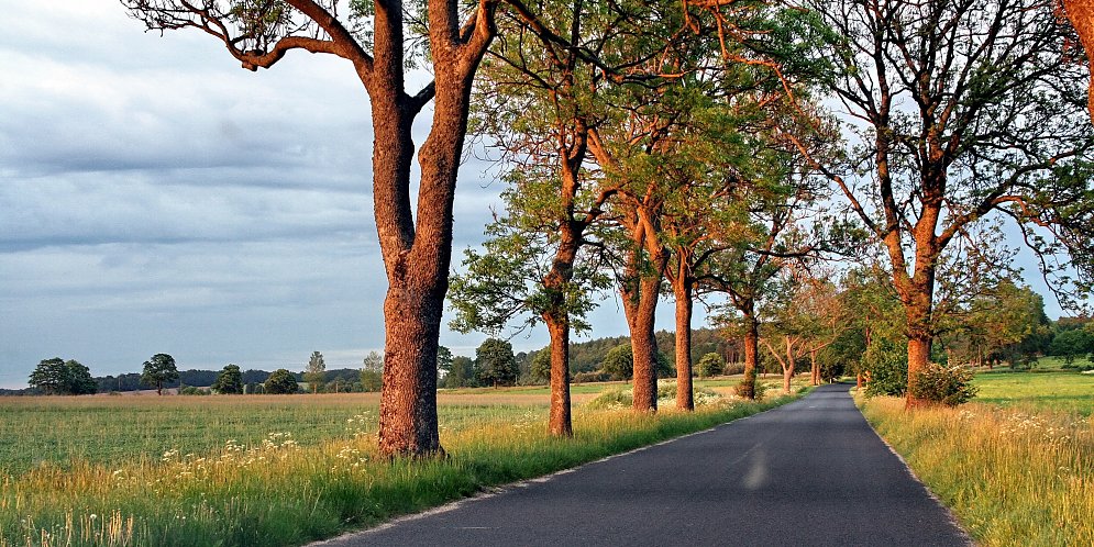 Alleestrasse Leinwand
