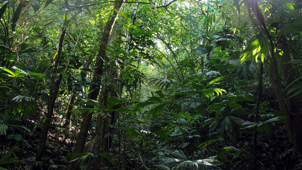 Baeume Costa Rica Leinwand