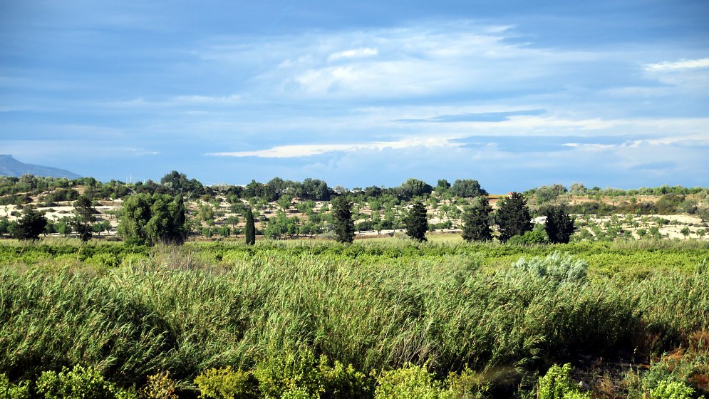 Baeume Horizont Leinwand