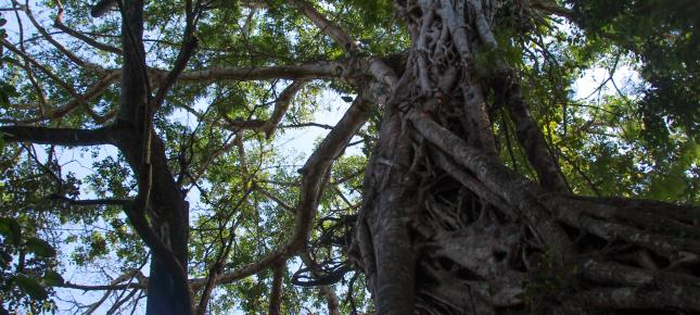 Baum Mittelamerika Bild auf Leinwand