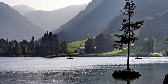 Baum im See Baum im See