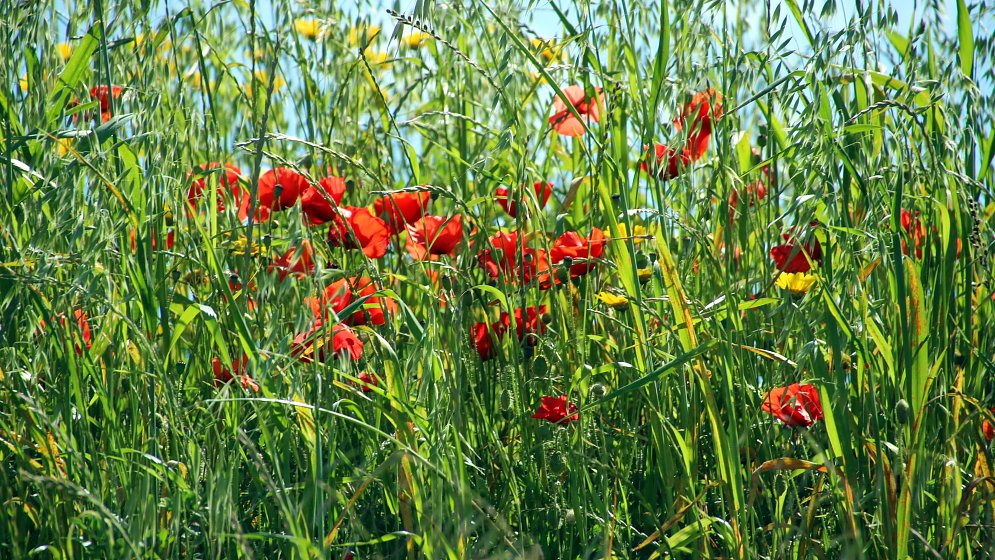 Frische Gesundheit Leinwand