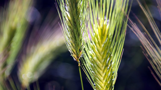 Gesundheit Mediterrane