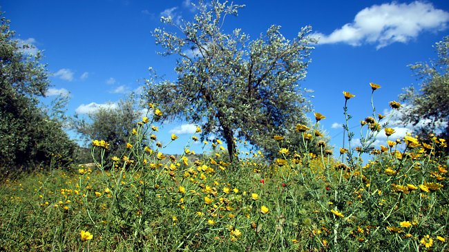 Gras Blauer Himmel