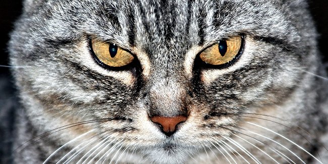 Katzengesicht Katzengesicht