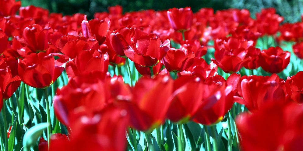 Rote Tulpen Leinwand