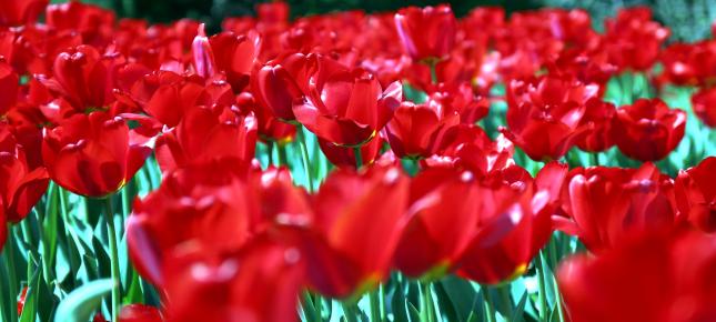 Rote Tulpen Bild auf Leinwand