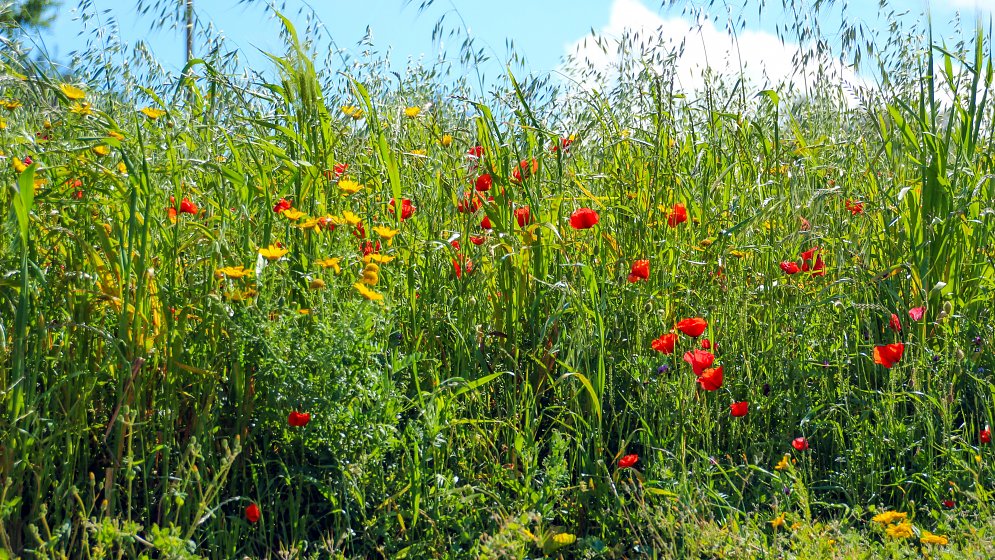 Sommer Freude Leinwand