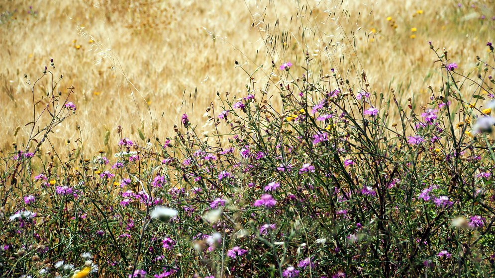 Sommer Ruhe Leinwand