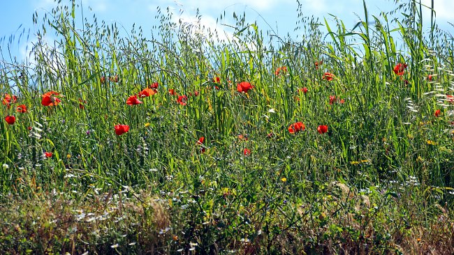 Sommerwiese Blueten