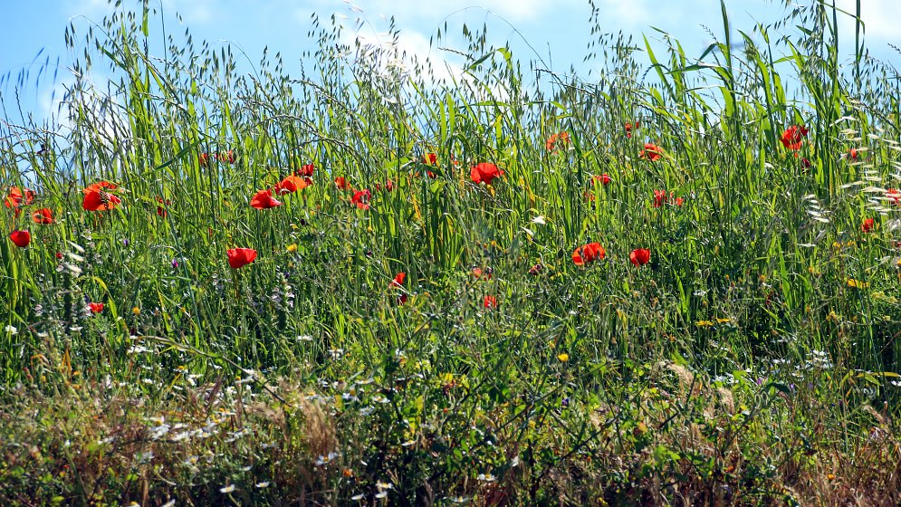 Sommerwiese Blueten Leinwand