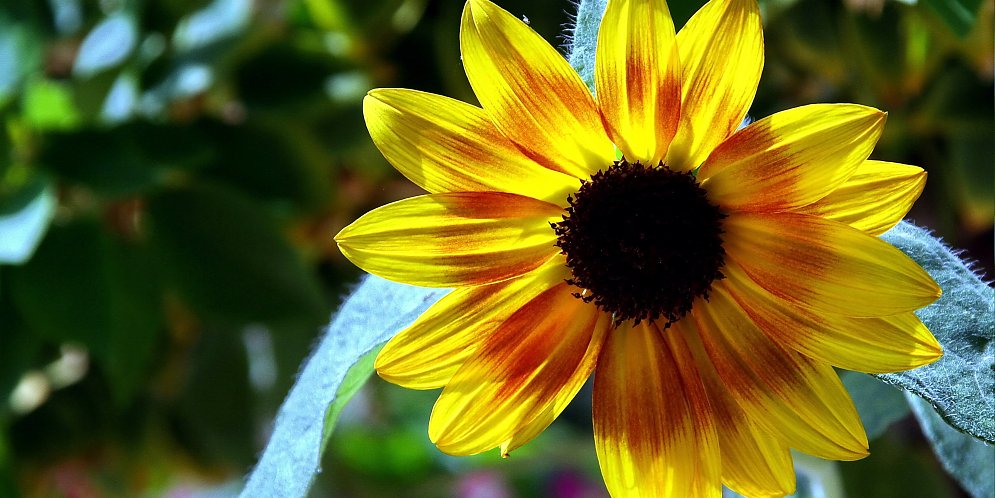 Sonnenblume Leinwand