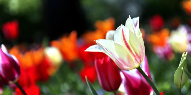 Tulpe