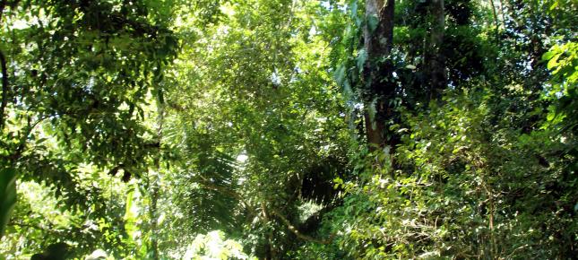 Wald Costa Rica Bild auf Leinwand