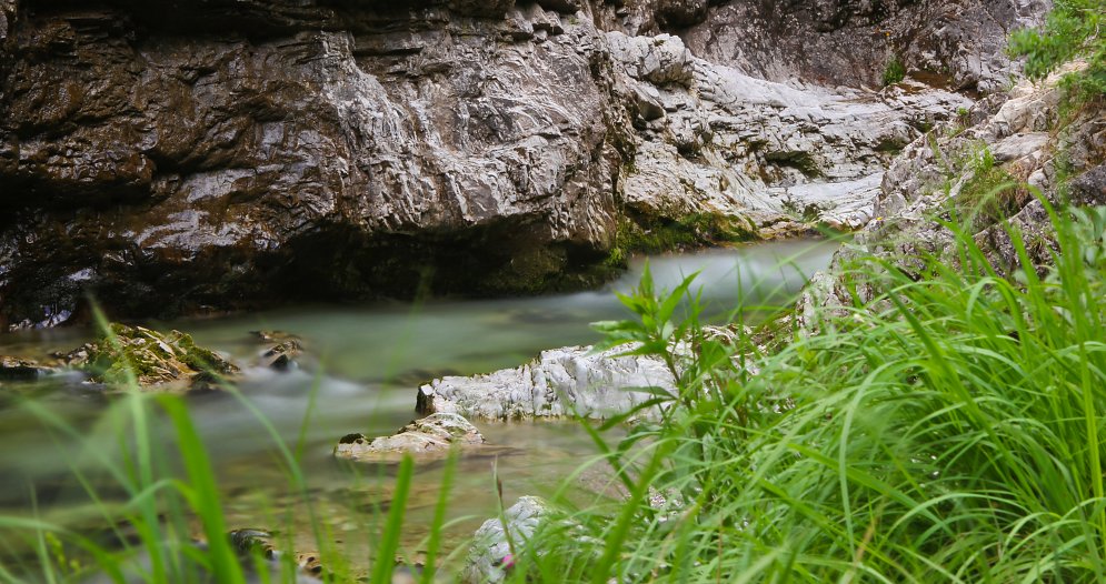 Gras am Wasser Leinwand