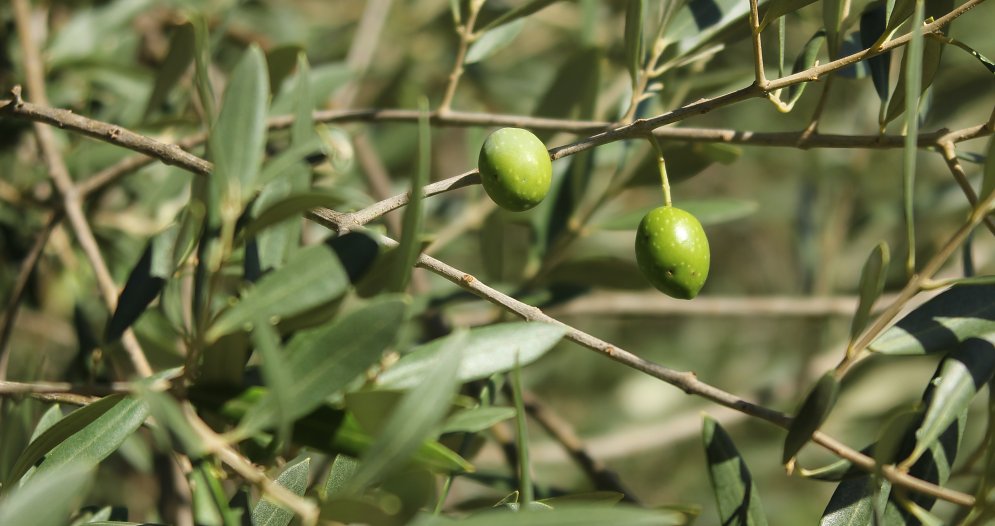 Oliven Baum Leinwand