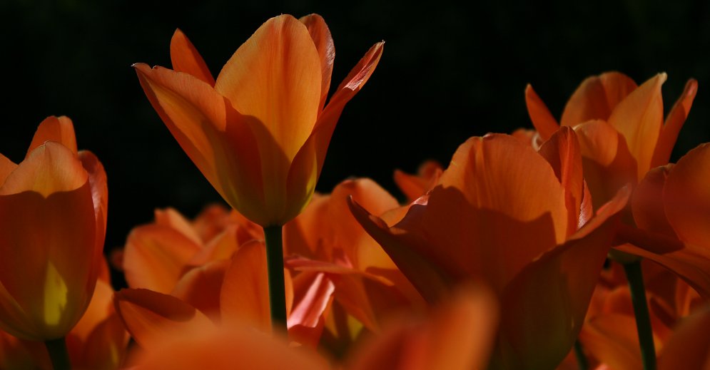 Orange Tulpen Leinwand