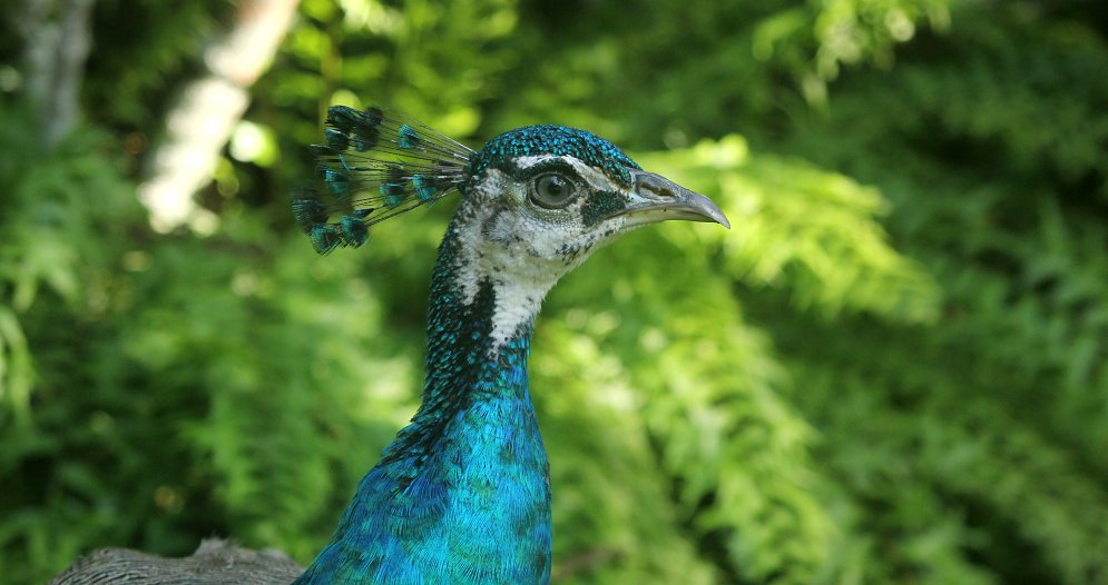 Pfau Leinwand