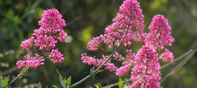 Pinke Wildblumen Bild auf Leinwand