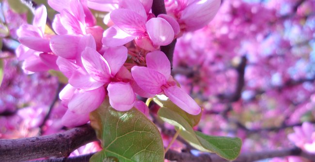 Rosa Blueten Fruehling