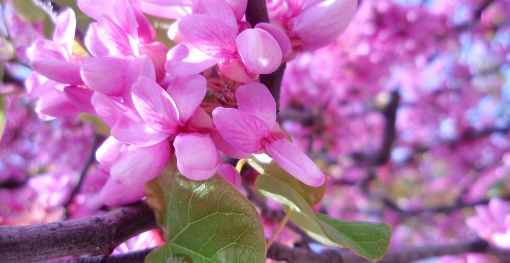 Rosa Blueten Fruehling Leinwand