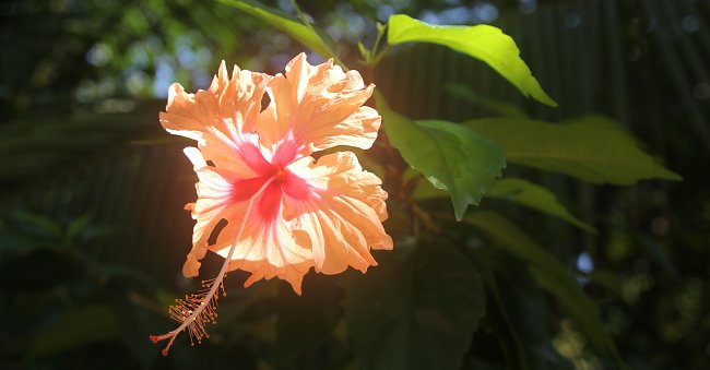 Rosa Hibiskus