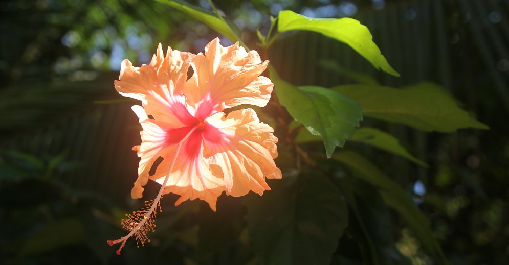 Rosa Hibiskus Leinwand