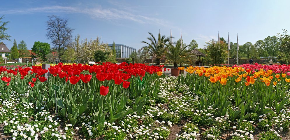 Tulpen Garten Leinwand
