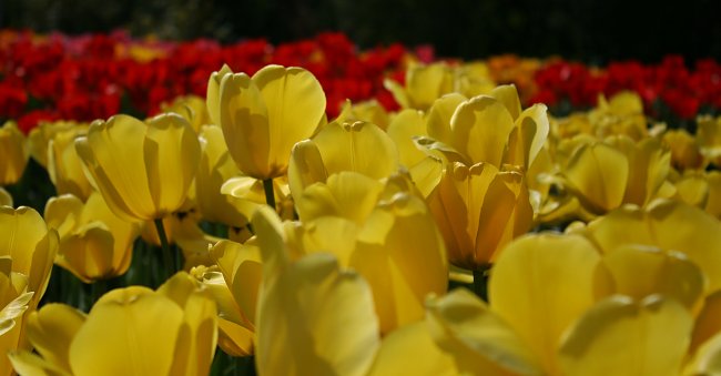 Tulpenwiese