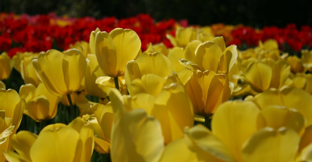 Tulpenwiese Leinwand