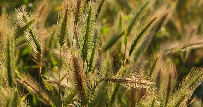 Wildes Gras mit Aehren Wildes Gras mit Aehren